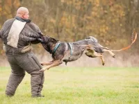 Homme contre Chien